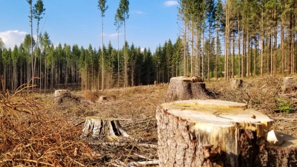 deforestation