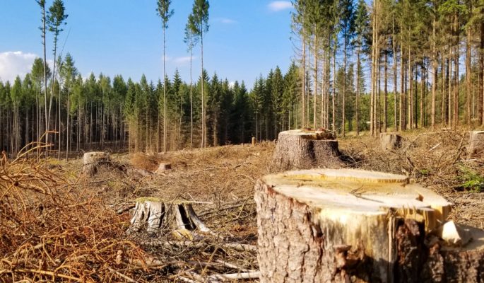 deforestation