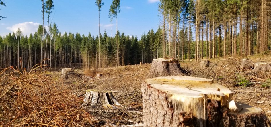 deforestation